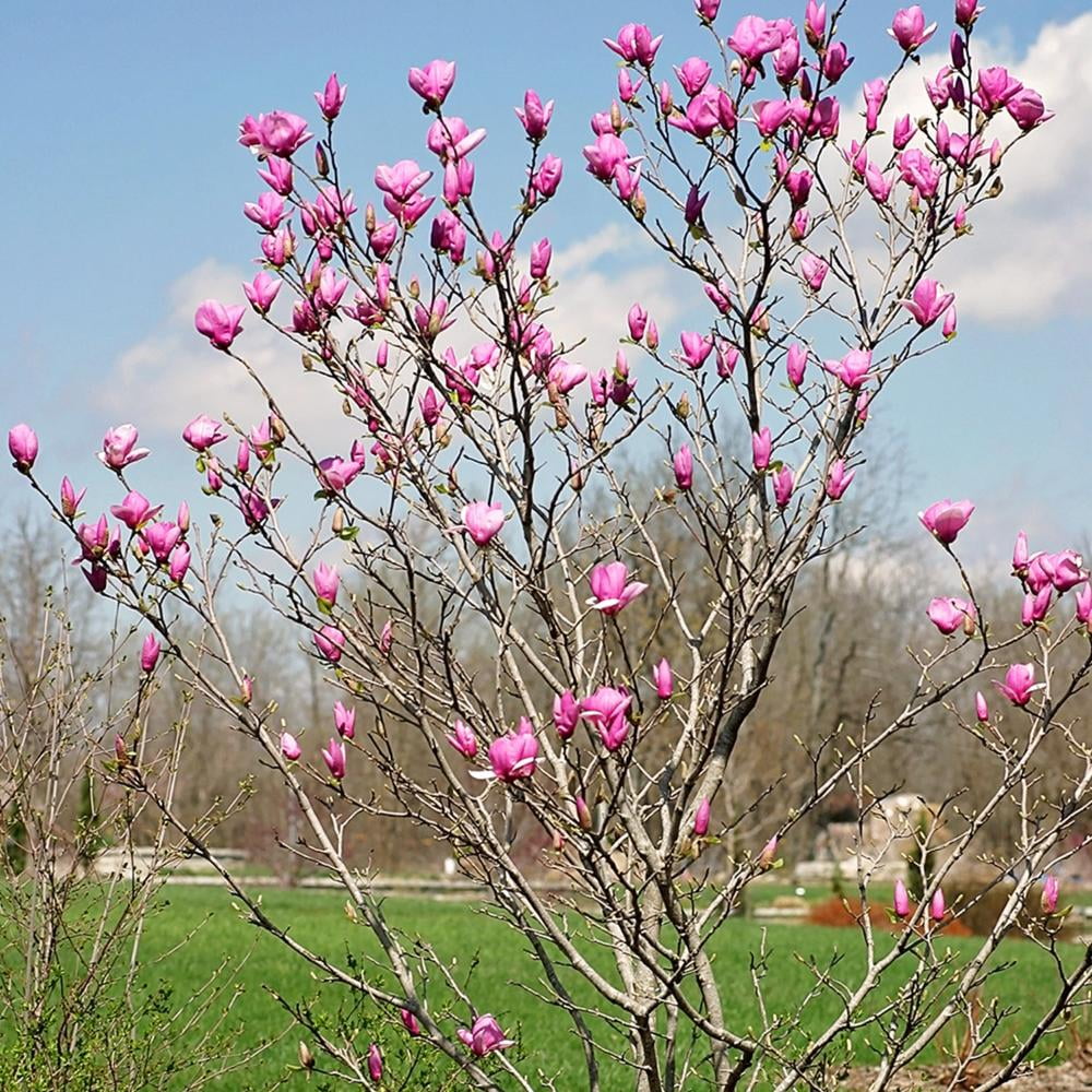Expert Gardener 3-4 ft tall Alexandrina Japanese Magnolia Live Tree in 7-Gallon Grower Pot