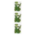 thumbnail image 3 of sweethay Hojas secas naturales Plantas en relieve hechas a mano Hojas prensadas Adorno Postal Regalos para tarjetas de boda de resina Type4 NO4, 3 of 6