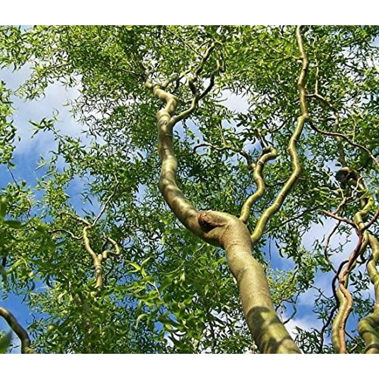 Corkscrew Willow Bonsai