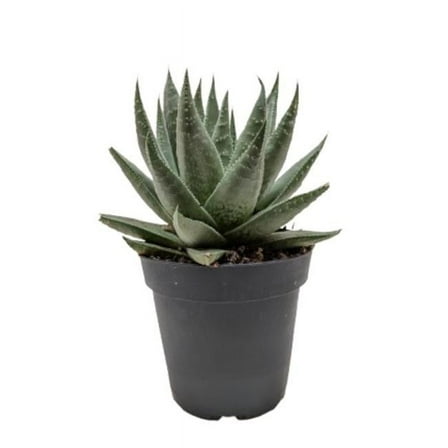 House Plant Dropship 3-SUCC-HAWORTHIA-SAVANNA Haworthia Savanna Succulent Plant