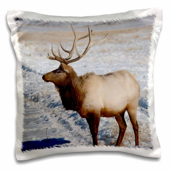 3drose, Wyoming, Jackson Hole, Elk Refuge, Elk - Us51 Cmi0048 - Cindy Miller Hopkins, 16x16 inch Pillow Case