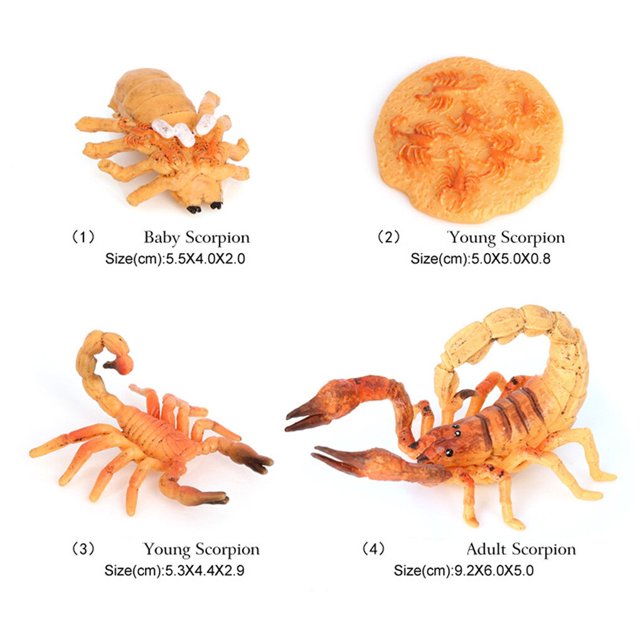 pitrice 1 Set Spade Worm Model Premium Plastic Material Meaningful Insect Figurines Early Educational Growing Models for School Project scorpion type 1