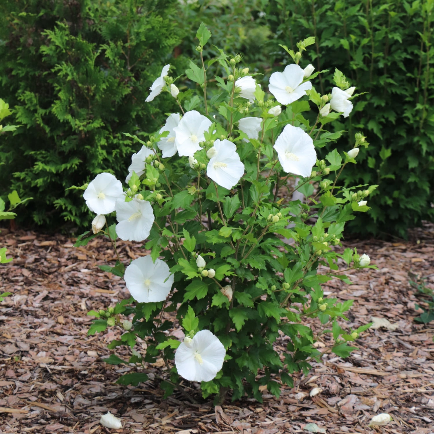 Proven Winners ColorChoice 5" Paraplu Pure White Rose of Sharon Live Plant in 4.5" Pot (4 Count)