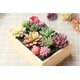 thumbnail image 4 of unbranded 7Ud Plantas Suculentas Artificiales Con Aspecto Natural Para De Espacios, 4 of 7