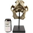 thumbnail image 4 of Ebros Direwolf Fossil Skull Statue On Pole Mount and Brass Name Plate 12.5" Long, 4 of 6