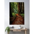 thumbnail image 2 of Walk Through Redwoods Poster Wall Art, Modern Wall Decor, 12x18 UNFRAMED, 2 of 3