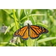 thumbnail image 2 of Day, Richard and Susan 24x17 White Modern Wood Framed Museum Art Print Titled - Monarch (Danaus plexippus) on Rattlesnake Master (Eryngium yuccifolium)-Marion County-Illinois, 2 of 4
