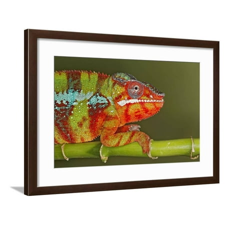 Panther Chameleon, native to Madagascar Framed Print Wall Art By Adam Jones