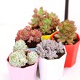 thumbnail image 4 of 10pcs Small Plastic Succulent Flower Pot Octagonal Plant Planter with Drain Hole Home Office, 4 of 7