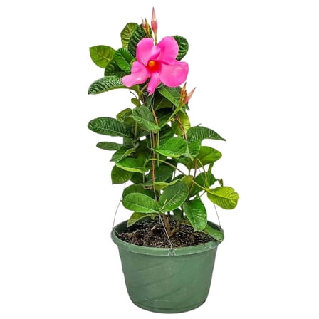 Tropical Plants of Florida 12" Pink Mandevilla Hanging Basket Overall Size 14" Wide by 18" Tall; Flowering Hanging Plant