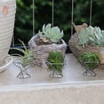 thumbnail image 4 of Paquete 5 Titular de la Planta Aire Titulares Plantas ExhibicióN Tillandsias Contenedor Purificadora Soporte Helecho Aire, Plateado, 4 of 5