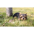 thumbnail image 2 of Hi-Line 2.5" Everyday Yorkshire Terrier Puppy Polyresin Statue, 2 of 3