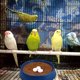 thumbnail image 4 of SOPOTUTU 4Ud Para Pájaro Pequeños Plásticos Resistentes Y Fáciles De Limpiar, 4 of 5