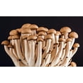 thumbnail image 4 of Malt Extract Agar (MEA) Dehydrated, 100 grams, 4 of 4