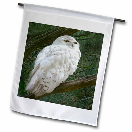 Rise Against Flag - 3dRose Snow white owl perched on a branch against a green background, Garden Flag, 12 by 18-Inch