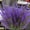 Purple, variant on Artificial Lavender Flowers Outdoor Fade Faux Plastic Plants Garden Porch Window Box Decorating White