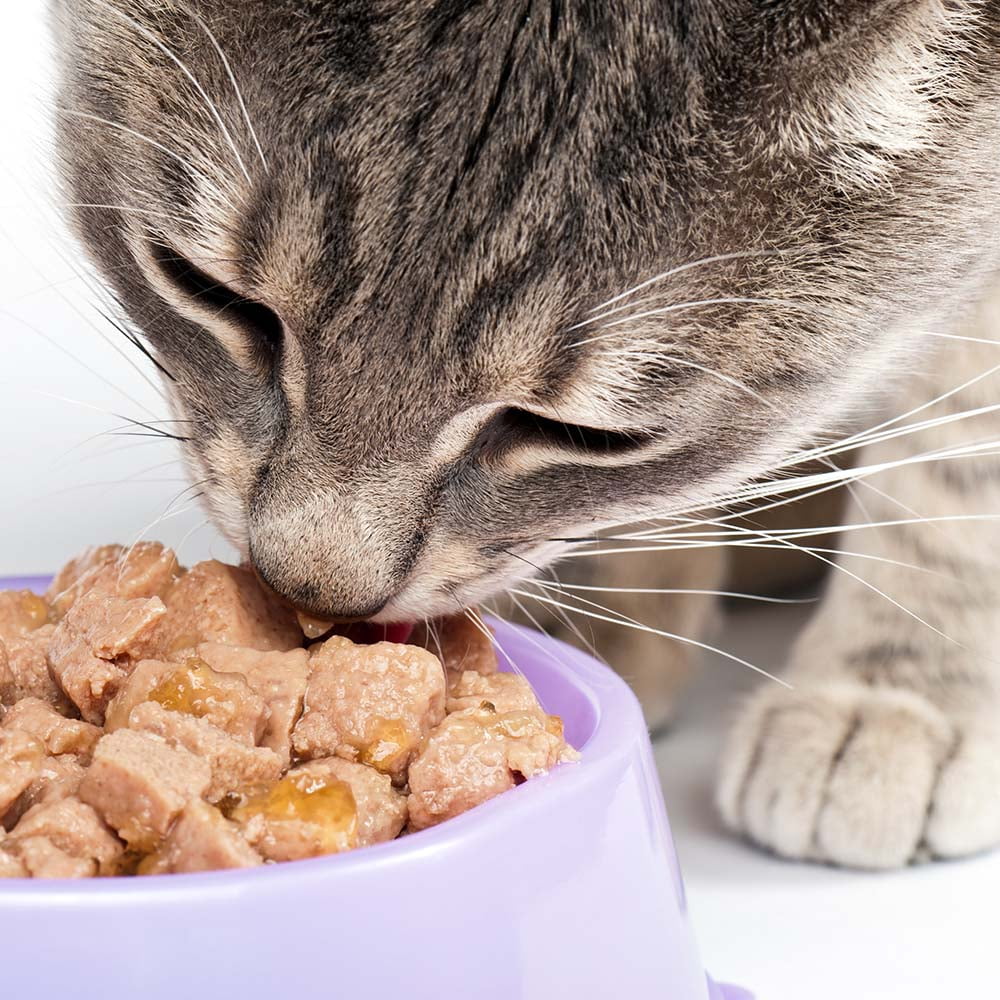 Catit Indoor Cat Food Cans - 3 Flavors - 2 Each: Chicken & Seafood, Chicken, Chicken Turkey Duck (3 oz) | MerlinsMart Zine + Cat Toy