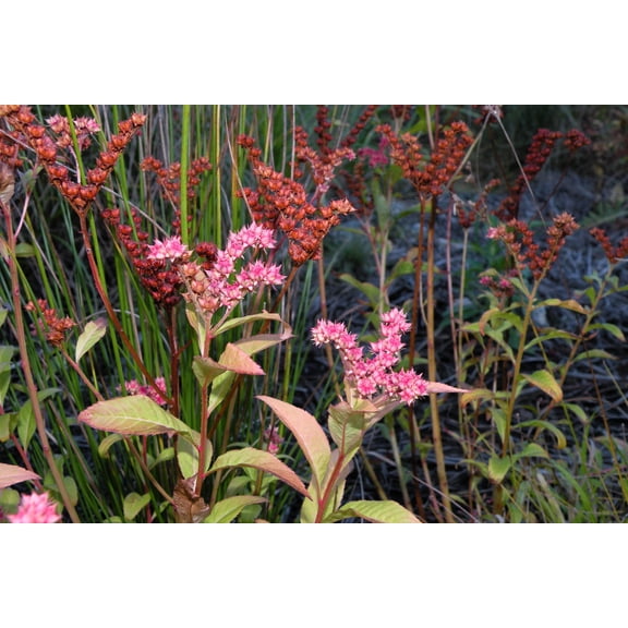 500 Virginia DITCH STONECROP SEDUM Penthorum Sedoides Star Fruit Flower Seeds