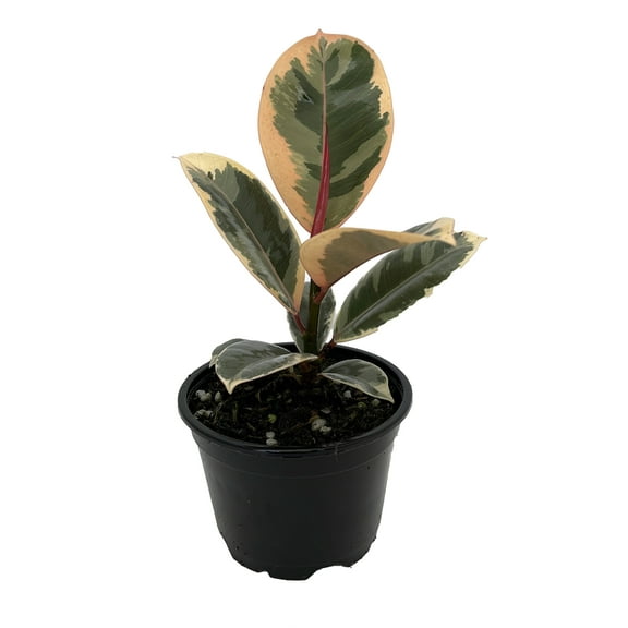Tineke Rubber Tree Plant - Ficus - NEW yet very OLD! - 4" Pot