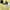 Yellow Haze, variant on Fell In Toilet Annoying Wife Married Women's Graphic T Shirt Tees Brisco Brands S