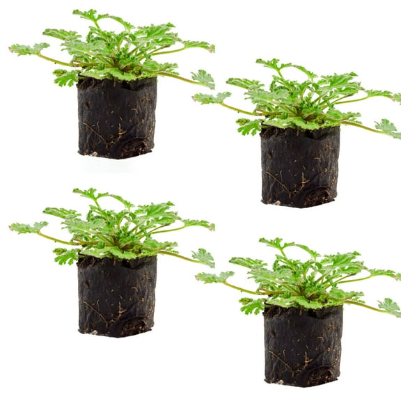Live Citronella Geranium Plant Plugs (4-Pack), Pelargonium Citronella Scented Seedlings
