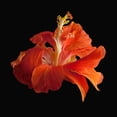 thumbnail image 3 of Reynolds, Richard 20x20 Black Modern Framed Museum Art Print Titled - Tropical Hibiscus ~ Double Orange, 3 of 5