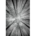 thumbnail image 2 of Pavlasek, Tom 23x32 Gold Ornate Wood Framed with Double Matting Museum Art Print Titled - Treetops, 2 of 4