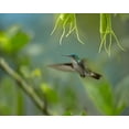thumbnail image 2 of Fitzharris, Tim 24x20 White Modern Wood Framed Museum Art Print Titled - Andean Emerald Humming Bird, 2 of 4