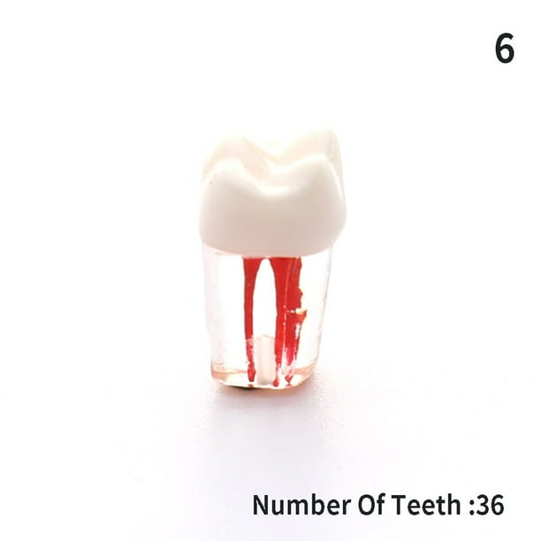 Modelo de diente para enseñanza Oral Dental resina dientes resina endodoncia Dental modelo de diente con canal de raíz de color y práctica de pulpa Gao Jinjia LED
