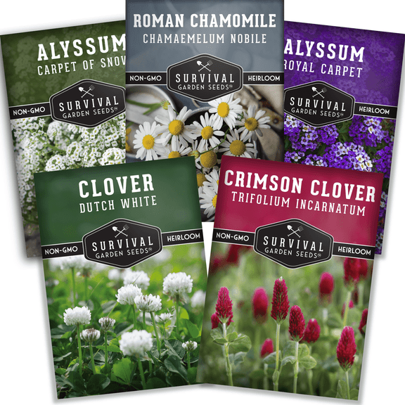 Blooming Ground Cover Seeds - 5 Heirloom Flowers - Full Sun, Perennial