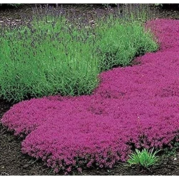 1000 Creeping Thyme Seeds - Thymus Serpyllum- Perennial Ground Cover