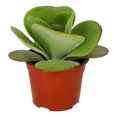 thumbnail image 3 of planta natural kalanchoe thyrciflora 6 pulgadas, 3 of 4