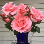 Heirloom Roses Pink Rose Plant - Paris de Yves St. Laurent ™ Hybrid Tea Rose Plant