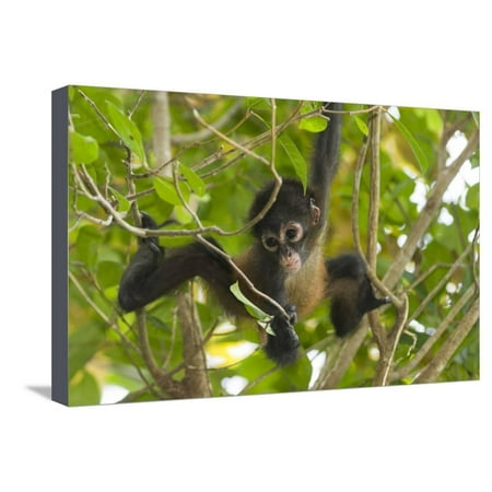 A Young Female Geoffroyõs Spider Monkey in Corcovado National Park, Costa Rica Stretched Canvas Print Wall Art By Neil Losin