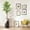 Ficus Tree, variant on Artificial Tree in Contemporary Planter, Fake Bird of Paradise Silk Tree for Indoor and Outdoor Home Decoration - 67" Overall Tall (Plant Pot Plus Tree)