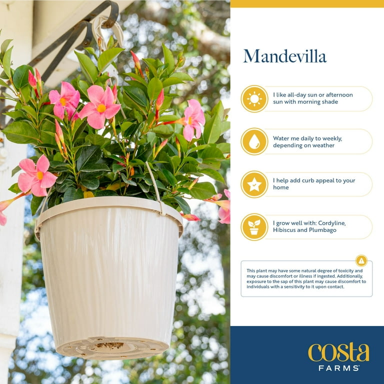 Island Bloom Mandevilla Solar and Cordyline Pink Diamond 1.5GL