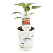 Proven Winners 4.25 in. Grande Proven Selections Bell Boy Pepper Live Plant Vegetable (Pack of 4)
