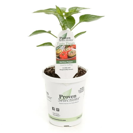 Proven Winners 4.25 in. Grande Proven Selections Bell Boy Pepper Live Plant Vegetable (Pack of 4)