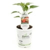 4.25 in. Grande Proven Selections Bell Boy Pepper Live Plant Vegetable (Pack of 4)