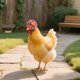 thumbnail image 3 of 1 Unidad De Accesorios Para Mascotas: Casco Divertido De Gallina Para Pájaros, 3 of 5