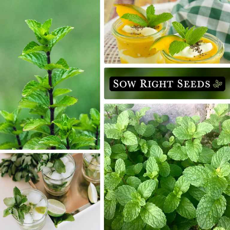 Sow Right Seeds - Mint Herb Garden Seeds for Planting - 2 Packets, Non GMO  Heirloom Varieties, Indoor or Outdoor - Walmart.com