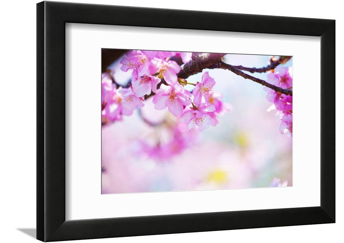 Bright Pink Cherry Blossoms In Soft Pastel Pink Blue And Yellow Background Framed Print Wall Art By Landio Walmart Com Walmart Com