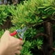 thumbnail image 4 of Professional pruning shears with micro tips, small pruning shears and scissors for the garden, from harvesting fruit and vegetables, 4 of 5