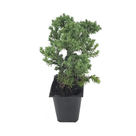 Juniper Procumbens Nana - 60 Live Plants - Drought Tolerant Cold Hardy Evergreen