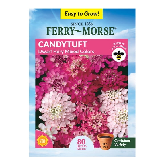 Ferry-Morse 585MG Candytuft Fairy Annual Flower Seeds, Full Sun