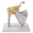 thumbnail image 1 of Human Shoulder Joint Model, Flexible, Anatomically Shoulder, 1 of 5