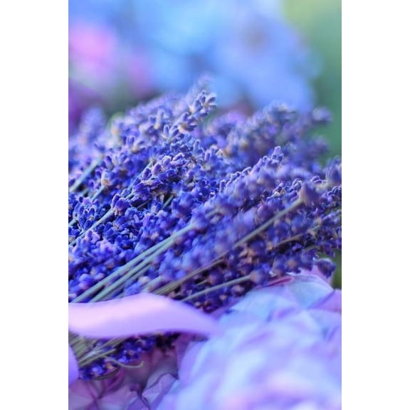 Relaxing Herbal Mauve Lavendar Notebook (Paperback)