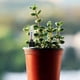thumbnail image 4 of Indicador de de Agua de 16 Piezas para Macetas de Plantas de Interior, Muy Adecuado para Jardineros Aficionados, 4 of 5