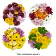thumbnail image 3 of Rainbow Pom Flower Bunch Small, 3 of 7