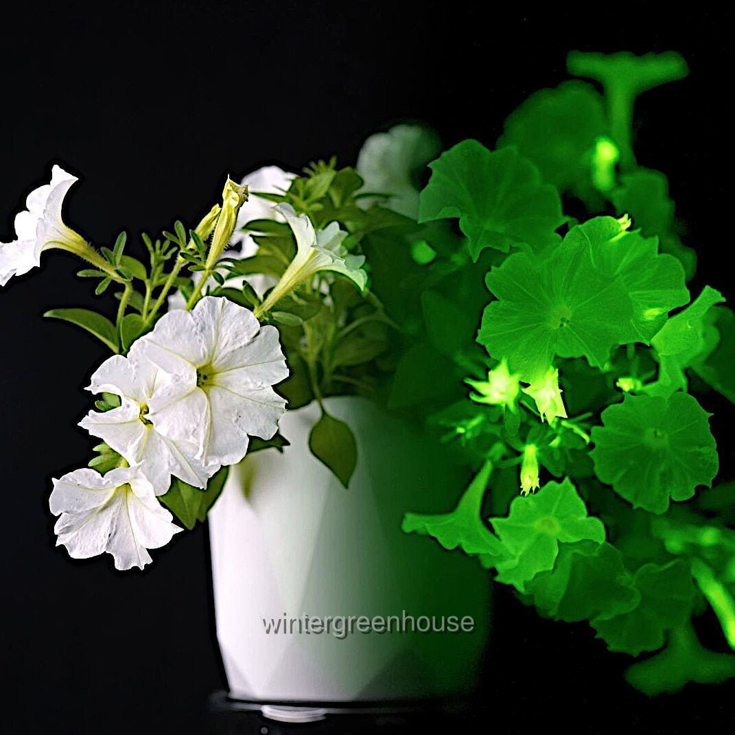 Petunia, Firefly - Pot Size: 4.5" - Flowering Plants, Plants